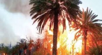 تونس: حريق يأتي على 100 نخلة بواحة في قبلّي