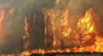 بنزرت : السّيطرة على حريق جبل سيدي خلف في راس الجبل