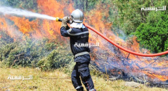 تونس : 120 حريق بباجة تسبب في إتلاف عشرات الهكتارات من الغابات‎‎