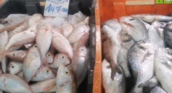 وسط حركية لافتة..رصد أسعار الخضر والغلال والأسماك بقفصة (فيديو)