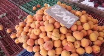 قفصة: رصد أسعار الخضر والغلال (فيديو)
