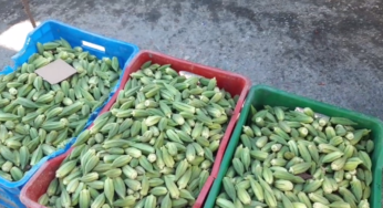 قابس: أسعار الخضر والغلال بسوق جارة (فيديو)