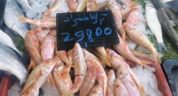 القيروان: رصد أسعار الخضر والغلال واللحوم والأسماك (فيديو+صور)