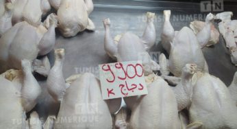 نابل: أسعار الخضر والغلال واللحوم ببني خلاد (فيديو+صور)