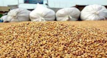 السعودية تطرح مناقصة لشراء 595 ألف طن قمح