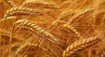 تونس تطرح مناقصة لشراء 175 ألف طنّ من القمح والشّعير