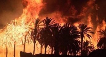 حريق يأتي على 119 من أصول النّخيل بقبلي