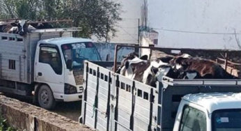 إحباط عمليات تهريب لرؤوس أغنام و أبقار بولايات جندوبة والكاف وسيدي بوزيد