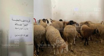 باجة: علوش العيد بـ18 دينار الكيلو في نقطة بيع من المنتج إلى المستهلك بقبلاط (فيديو+صور)