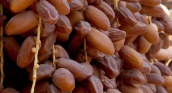 ارتفاع في عائدات صادرات التمور بـنسبة 22.4 بالمائة
