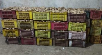 حجز 1 طن و500 كغ من البطاطا في مخزن عشوائي بسيدي حسين